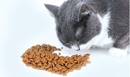 Ciri-ciri makanan kucing